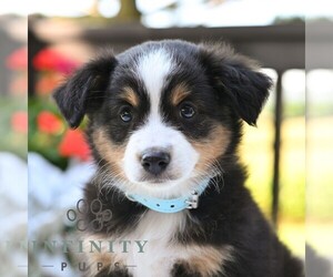 Miniature Australian Shepherd Puppy for sale in REBERSBURG, PA, USA