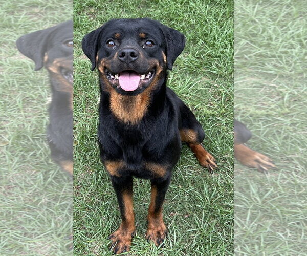 Medium Photo #3 Rottweiler Puppy For Sale in Hillsboro, NH, USA