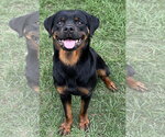 Small #2 Rottweiler