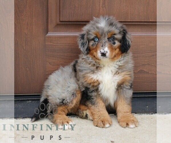 Medium Photo #3 Bernedoodle Puppy For Sale in NARVON, PA, USA