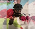 Puppy Light pink Rottweiler
