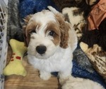 Puppy Ranger Cockapoo-Poodle (Miniature) Mix