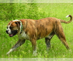 American Bulldog Dog for Adoption in SALEM, Missouri USA