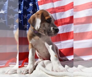 Great Dane Puppy for sale in ALVARADO, TX, USA