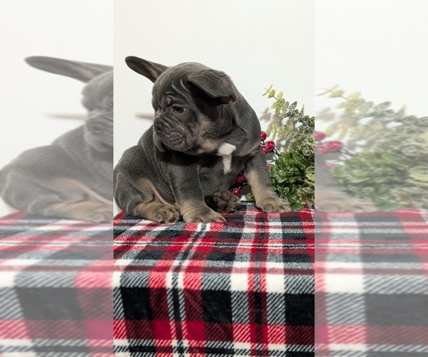 Medium Photo #47 French Bulldog Puppy For Sale in GOSHEN, IN, USA