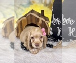 Small #3 Cocker Spaniel