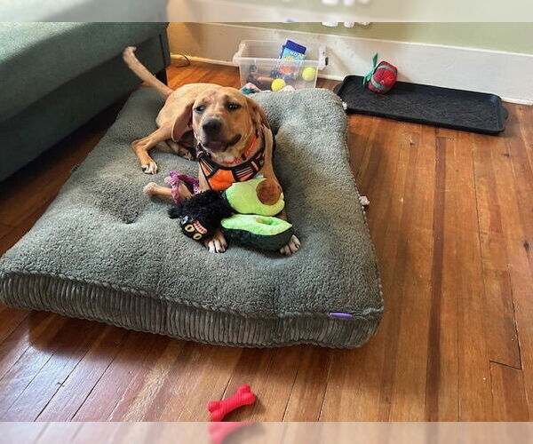 Medium Photo #27 Mutt Puppy For Sale in Utica, NY, USA