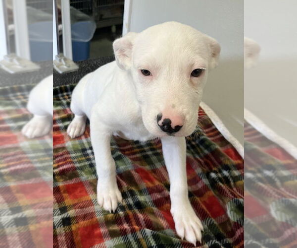 Medium Photo #7 English Setter-Labrador Retriever Mix Puppy For Sale in Osgood, IN, USA