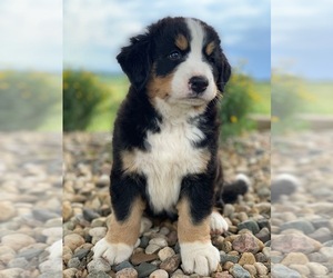 Bernese Mountain Dog Puppy for sale in WAVERLY, IA, USA