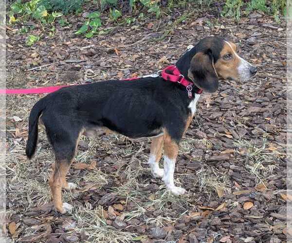 Medium Photo #10 Beagle Puppy For Sale in Dunnellon, FL, USA