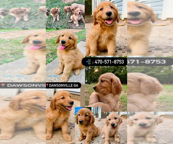 Medium Photo #1 Golden Retriever Puppy For Sale in DAWSONVILLE, GA, USA