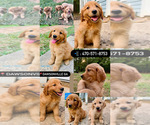 Small Golden Retriever