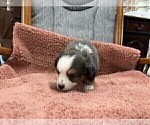 Small #2 Australian Shepherd