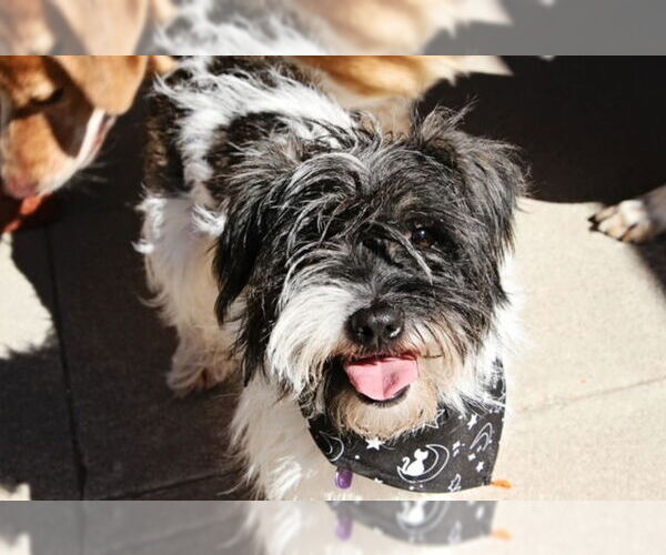 Medium Photo #2 Lhasa Apso Puppy For Sale in Marina Del Rey, CA, USA