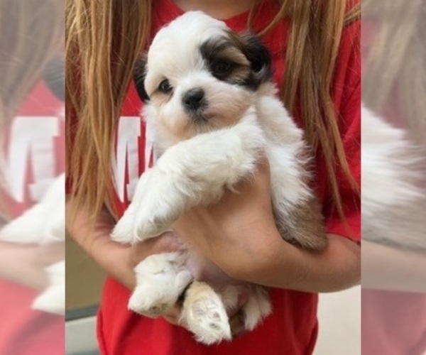 Medium Photo #6 Shih Tzu Puppy For Sale in VENETA, OR, USA