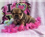 Puppy Lily English Bulldog