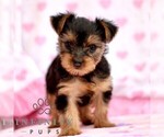 Image preview for Ad Listing. Nickname: Marcy