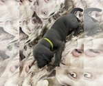 Small Photo #9 Weimaraner Puppy For Sale in NEWPORT NEWS, VA, USA