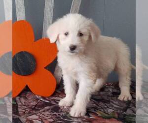 Poodle (Standard)-Siberian Husky Mix Puppy for sale in CANAJOHARIE, NY, USA