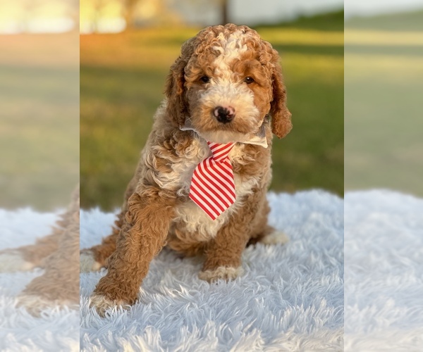 Medium Photo #4 Goldendoodle (Miniature) Puppy For Sale in FROSTPROOF, FL, USA