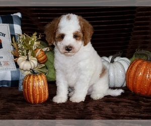Goldendoodle (Miniature) Puppy for sale in GIRARD, KS, USA