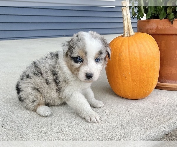 Medium Photo #9 Australian Shepherd Puppy For Sale in LODA, IL, USA