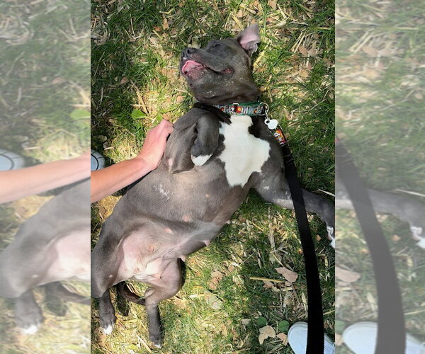 Medium Photo #30 American Staffordshire Terrier-Unknown Mix Puppy For Sale in Lake Forest, CA, USA