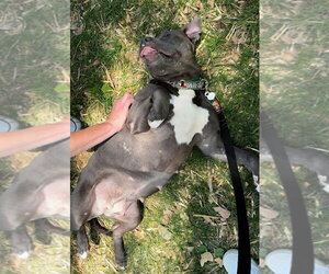 Bunny - Adopt Me! - Female American Staffordshire Terrier-Unknown Mix Dog for Adoption - Photo #30