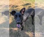 Small #1 Labrador Retriever Mix