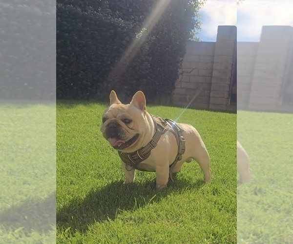 Medium Photo #1 French Bulldog Puppy For Sale in SANTA MARIA, CA, USA