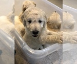 Small Photo #30 Goldendoodle-Poodle (Standard) Mix Puppy For Sale in BATON ROUGE, LA, USA