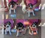 Image preview for Ad Listing. Nickname: Parrys beagles