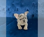 Small #18 French Bulldog