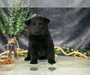 Medium German Shepherd Dog