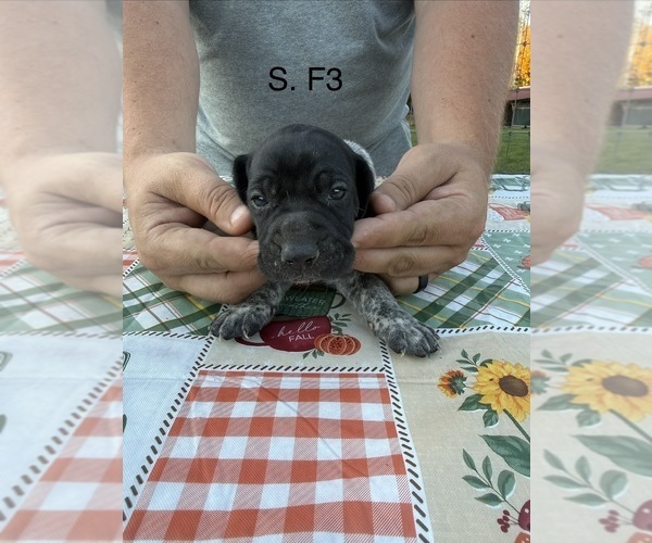 Medium Photo #9 German Shorthaired Pointer Puppy For Sale in ARGONNE, WI, USA