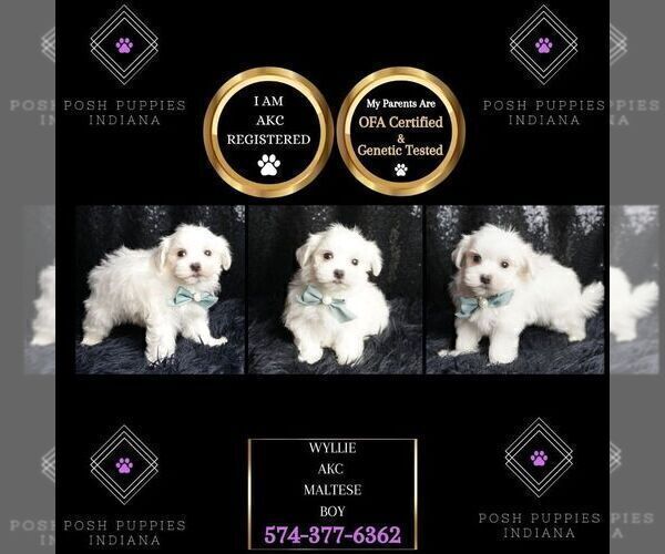 Medium Photo #6 Maltese Puppy For Sale in WARSAW, IN, USA