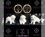 Small #5 Maltese