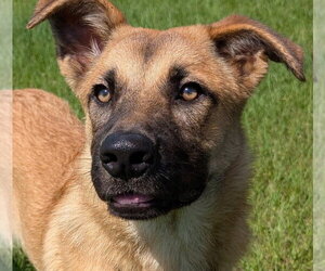 Mutt Dogs for adoption in Canton, CT, USA