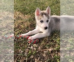 Small Photo #5 Siberian Husky Puppy For Sale in SILEX, MO, USA