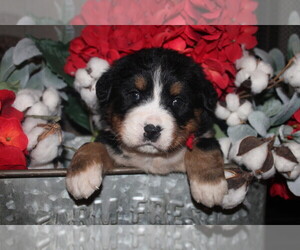 Bernese Mountain Dog Puppy for sale in ANTLERS, OK, USA