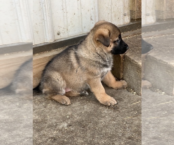 Medium Photo #5 German Shepherd Dog Puppy For Sale in MAYSVILLE, MO, USA