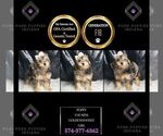 Puppy Poppy F1B Goldendoodle (Miniature)