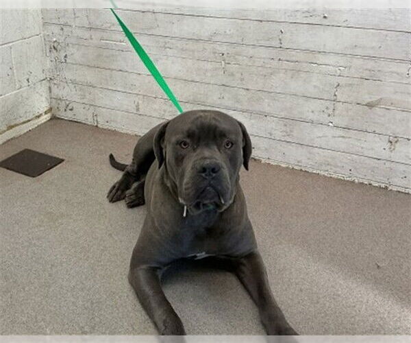 Medium Photo #1 Mutt Puppy For Sale in San Bernardino, CA, USA