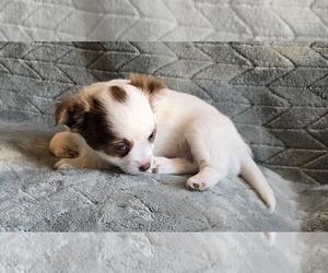 Chihuahua Puppy for sale in OREGON, WI, USA