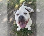 Small #1 Mutt