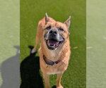Small #2 German Shepherd Dog Mix