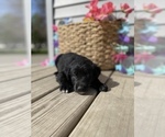 Small Photo #6 Labrador Retriever Puppy For Sale in CHESTERFIELD, MI, USA