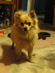 Pomeranian Puppy for sale in KITTANNING, PA, USA
