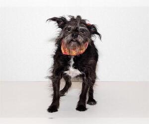 Mutt Dogs for adoption in Belleville, IL, USA