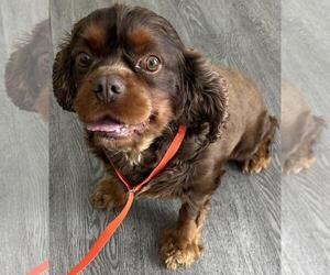 Buster - Male Cavalier King Charles Spaniel Dog for Adoption - Photo #4